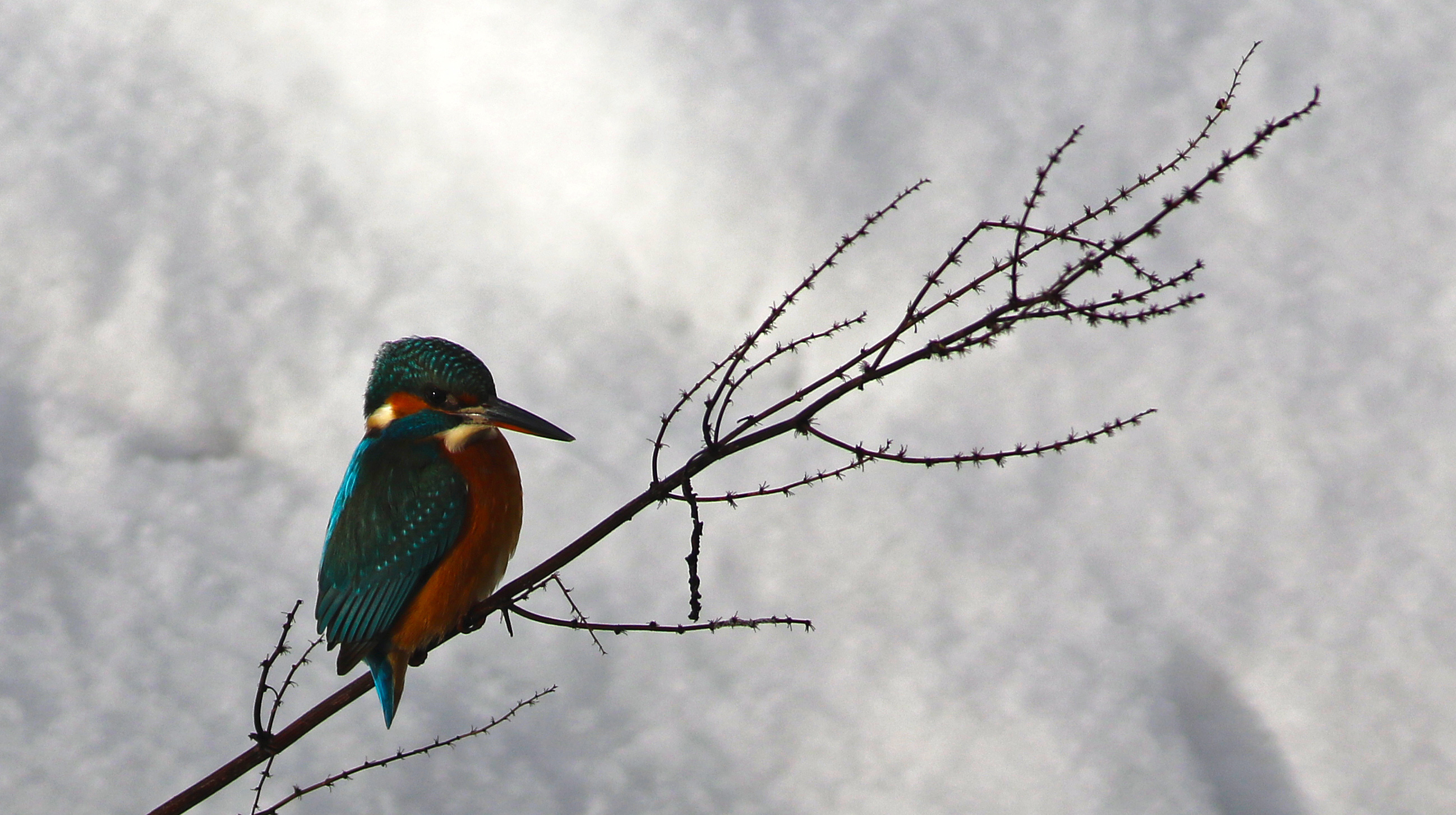 Common Kingfisher